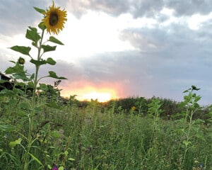 Blumenwiese